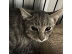 Adopt Oscar a Domestic Short Hair