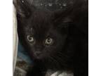 Adopt Bronco a Domestic Medium Hair