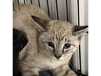 Adopt Elmo a Domestic Short Hair