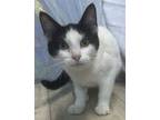Adopt Ice Pop a Domestic Short Hair