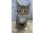 Adopt Popsicle a Domestic Short Hair