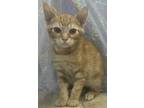 Adopt Duckie a Domestic Short Hair