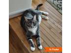 Adopt Simba Arlen a Domestic Short Hair