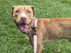Adopt Swingset a Pit Bull Terrier