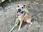 Adopt Shy Guy Beach a Pit Bull Terrier
