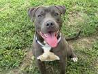 Adopt Bandana a Pit Bull Terrier