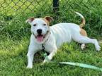 Adopt Shakey Cheese a Pit Bull Terrier