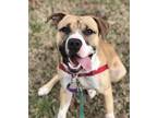 Adopt Remus a Pit Bull Terrier, Boxer