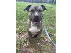 Adopt Rocko a Pit Bull Terrier