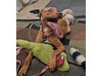 Adopt Pimento a Vizsla