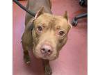 Adopt Bumble Bee a Pit Bull Terrier