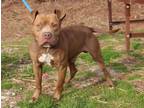 Adopt Charleston a Staffordshire Bull Terrier