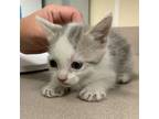 Adopt Mojito a Domestic Short Hair