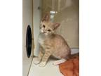 Adopt Jack a Domestic Short Hair