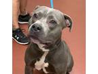 Adopt Davidson a Pit Bull Terrier