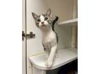 Adopt Hoagie a Domestic Short Hair