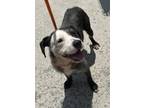 Adopt Buster a German Wirehaired Pointer