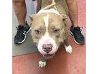 Adopt Goliath a Pit Bull Terrier