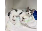 Adopt Rhino a Domestic Short Hair