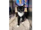 Adopt Lemon a Domestic Short Hair