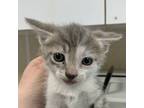 Adopt Mango a Domestic Short Hair