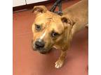 Adopt Booker a Pit Bull Terrier