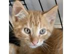 Adopt Imani_2 a Domestic Short Hair