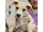 Adopt DJ_1 a Terrier