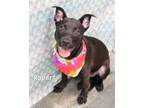 Adopt Robert a Labrador Retriever