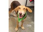 Adopt Cole a Hound