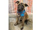 Adopt Charlie Brown a Shepherd