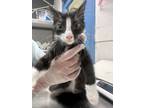 Adopt Scottie a Domestic Short Hair