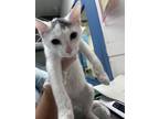 Adopt Riley a Domestic Short Hair