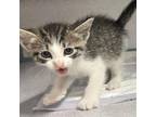 Adopt Simba a Domestic Short Hair