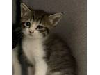 Adopt Mittens a Domestic Short Hair