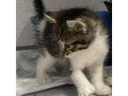 Adopt Mr. Whiskers a Domestic Short Hair