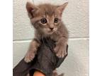 Adopt Opie a Domestic Medium Hair