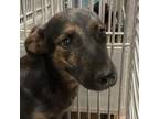 Adopt Hemlock a Shepherd