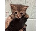Adopt Scout a Domestic Medium Hair