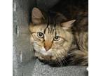 Adopt Maverick a Domestic Medium Hair