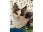 Adopt Cal Naughton Jr. a Domestic Medium Hair