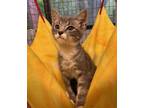 Adopt Ricky Bobby a Domestic Short Hair