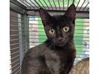 Adopt Tamale a Domestic Short Hair