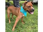 Adopt Scrappy Doo a Pit Bull Terrier