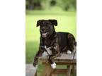 Adopt Ashton a Labrador Retriever, Pit Bull Terrier