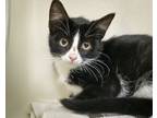 Adopt Ezra #2 a Domestic Short Hair
