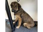 Adopt Mac a Mixed Breed