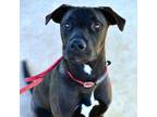 Adopt Rhino a Mixed Breed