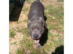 Adopt Shock a Pit Bull Terrier
