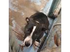 Adopt Carlos a Mixed Breed